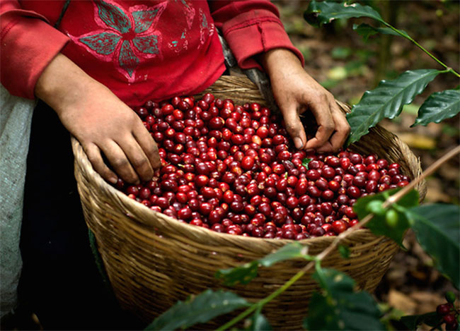 giá cà phê hôm nay đang giao dịch khoảng 34.600 – 35.200 đồng/kg